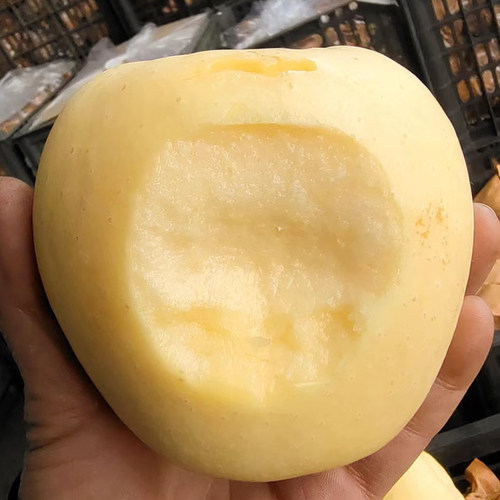 维纳斯黄金苹果辽宁特产当季整箱奶油丑苹果新鲜水果脆甜黄金果