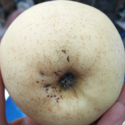 黄元帅白色丑苹果瑕疵果