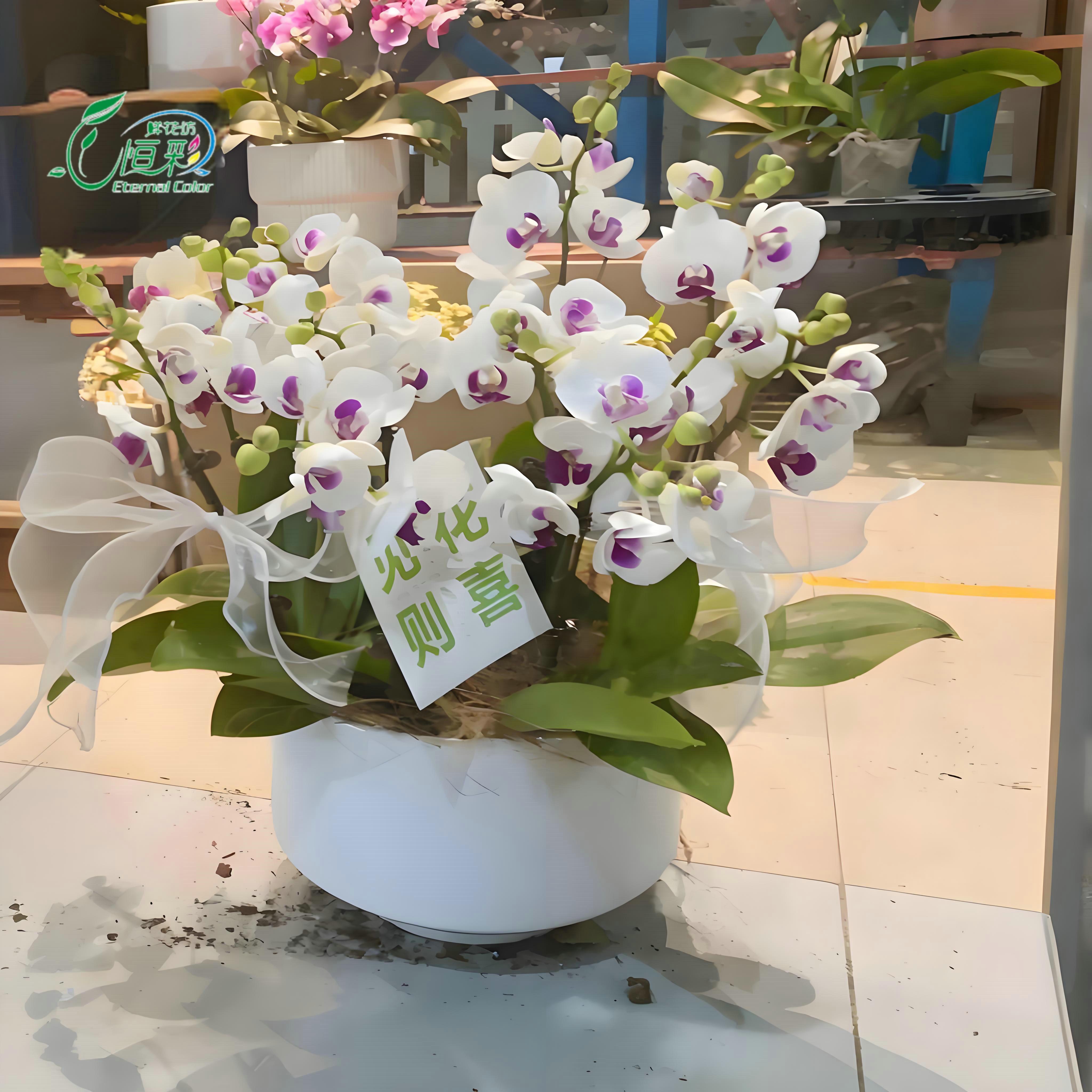 雪域蝴蝶兰花盆栽花卉乔迁开业生日送礼物客厅室内植物好养活