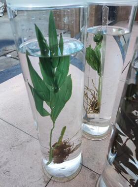 中草药类植物浸制标本标本展示用高透玻璃瓶保真漂亮