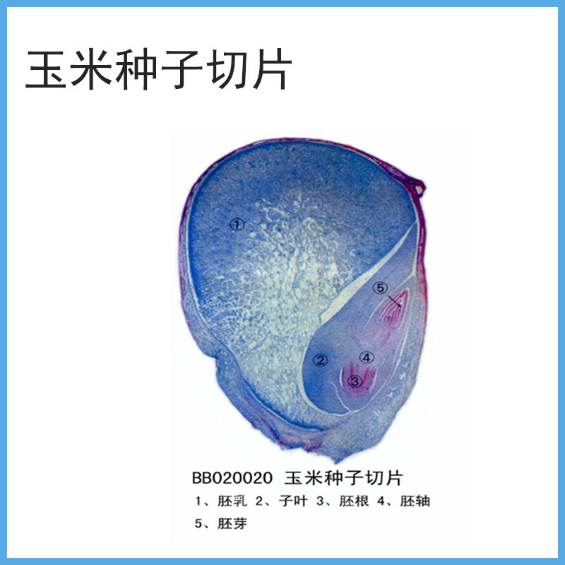 儿童显微镜观察类标本玉米种子纵切儿童益智玩具配套植物标本