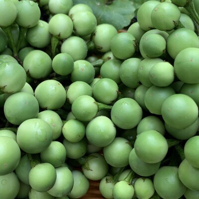 云南小苦子果现采新鲜小苦子果