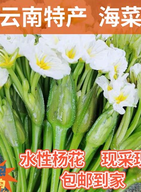 云南特产 水性杨花 海菜花海菜云南野菜大理特产洱海网红蔬菜包邮