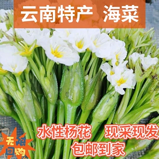 云南特产 水性杨花 海菜花海菜云南野菜大理特产洱海网红蔬菜包邮