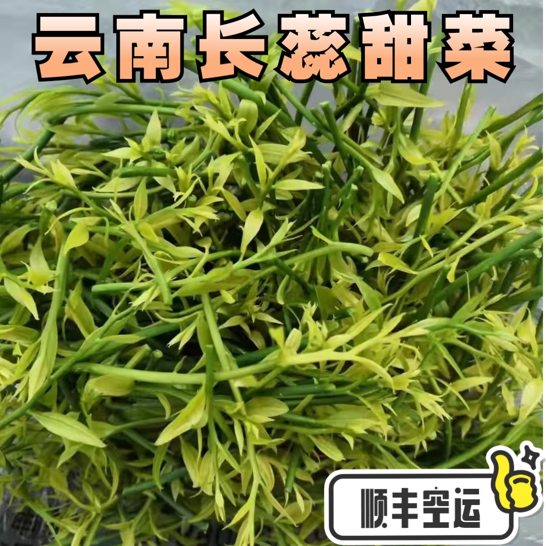 【顺丰空运】云南甜菜新鲜野菜长蕊菜雷公菜产地直销现采现发蔬菜