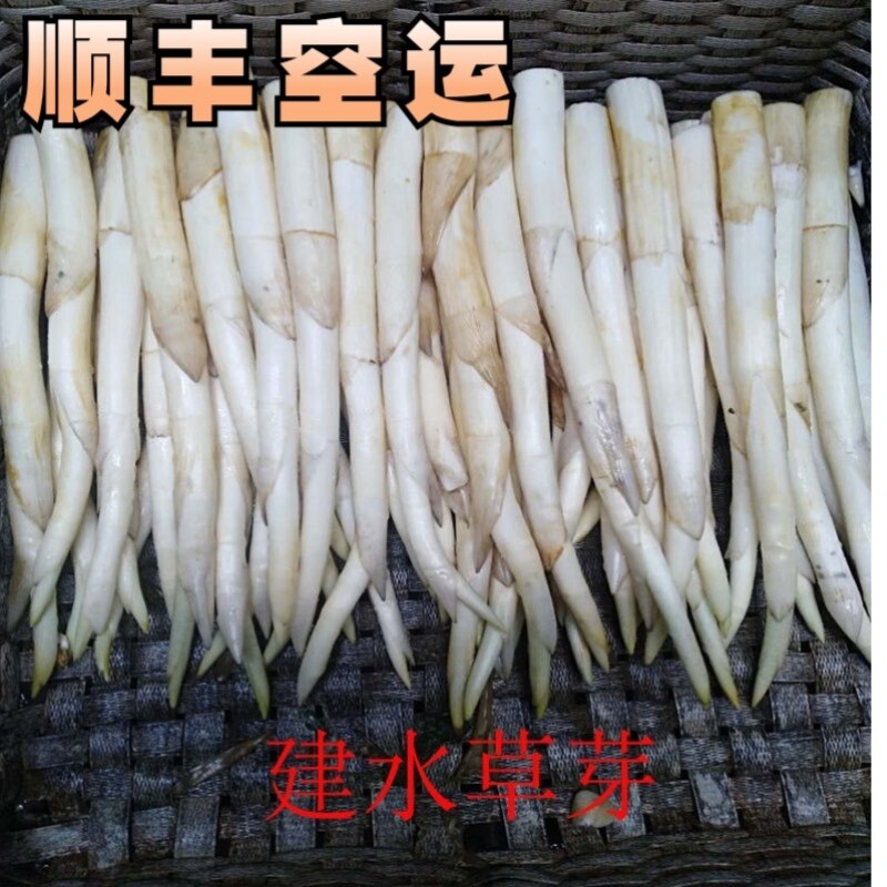 【顺丰空运】云南建水草芽象牙菜农家自种生吃食品新鲜野菜农产品