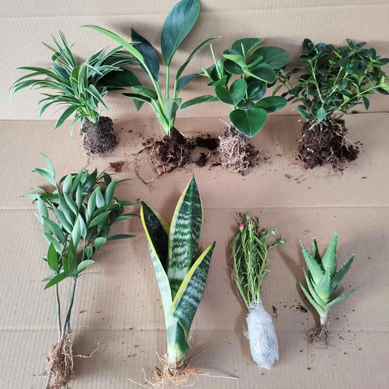 虎皮兰吊兰客厅净化空气