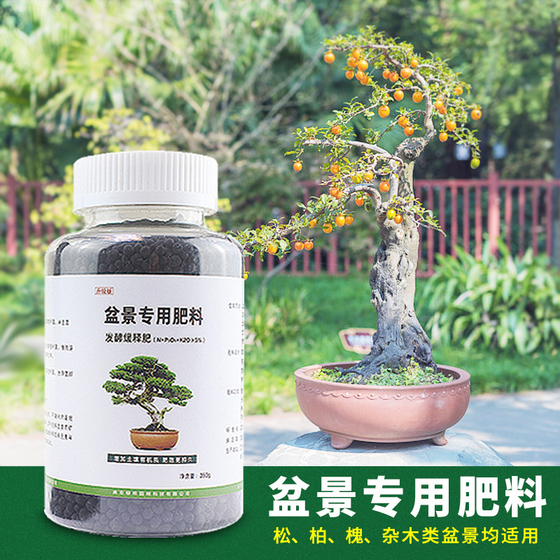 黑松真柏价格 黑松真柏图片 星期三