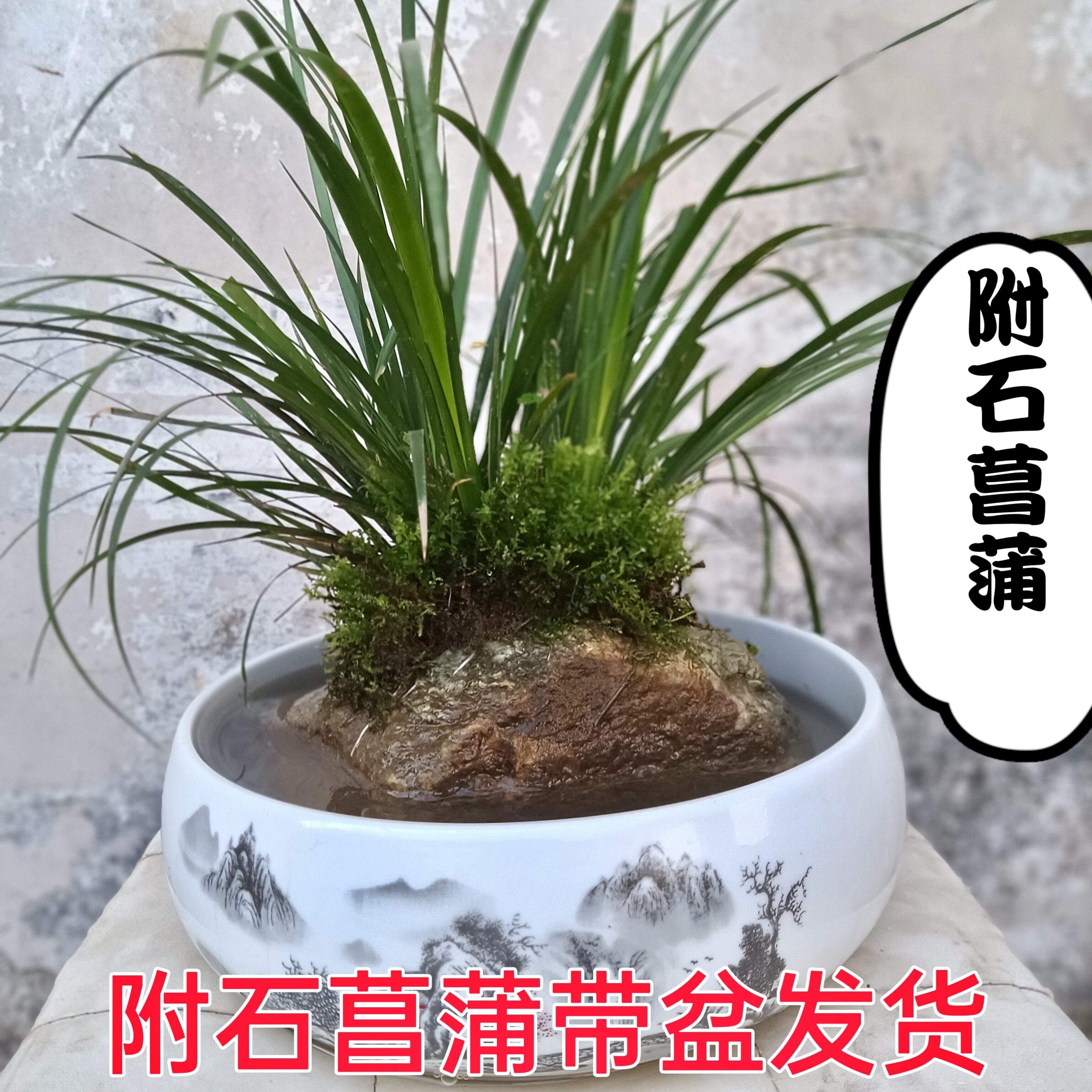 附石菖蒲新鲜绿化水边造型附石水培室内室外栽培盆栽观赏植物