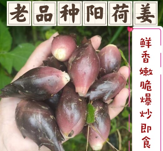新鲜现摘洋荷姜洋荷阳荷姜洋合姜洋合笋洋霍阳霍洋火姜洋河姜洋河