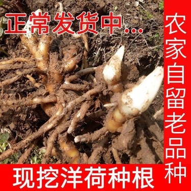 阳荷姜盆栽四季农家蔬菜野菜种根现挖新鲜洋荷姜种苗种牙根