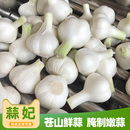 2025苍山新鲜大蒜头5斤年白皮湿蒜鲜蒜山东兰陵可腌制糖醋蒜泡蒜