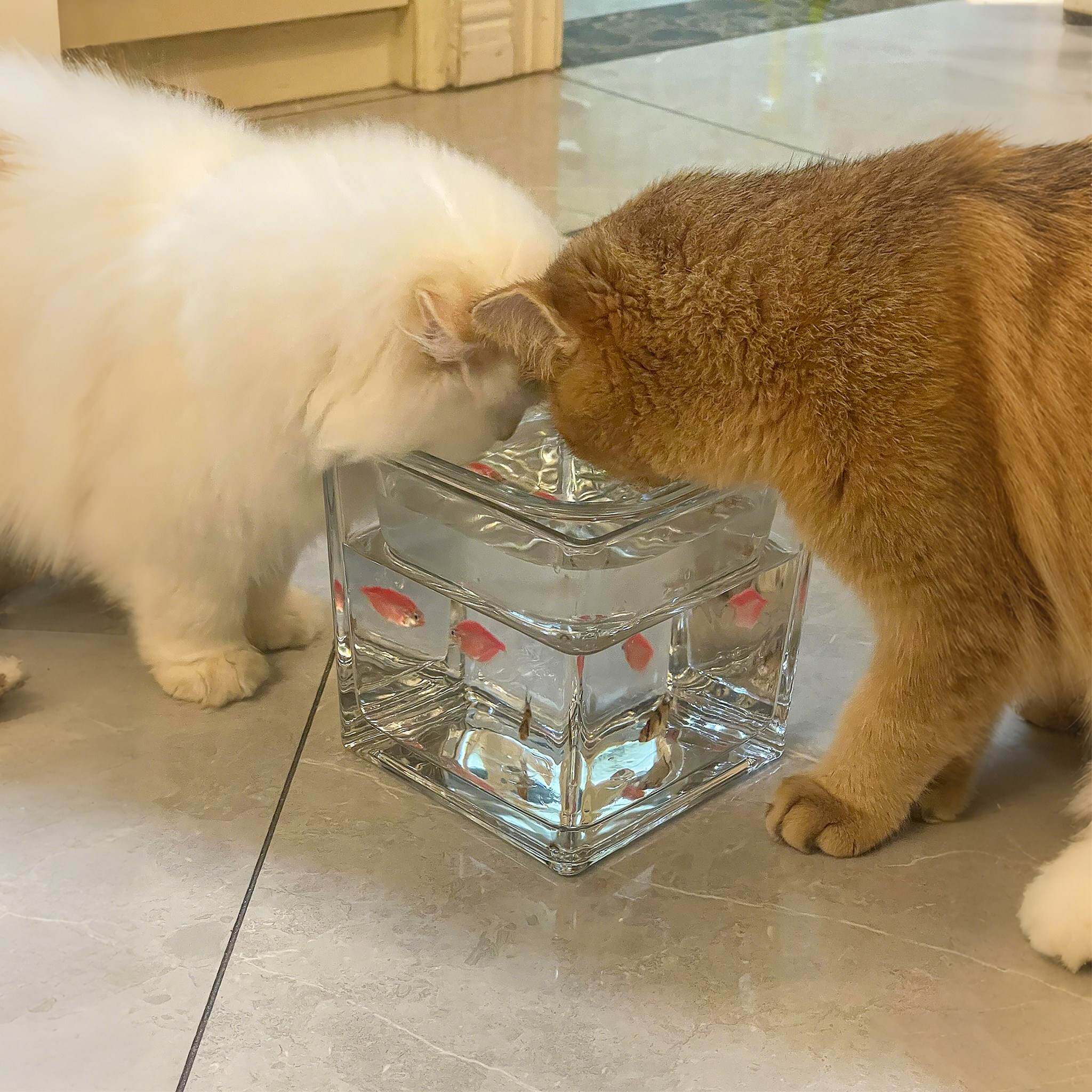玻璃猫碗骗猫喝水碗大容量鱼缸碗高脚护颈防黑下巴新款狗狗喂水器