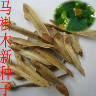 新采马褂木种子 双飘树 鹅掌楸 绿化行道林木苗木彩叶树种子包邮