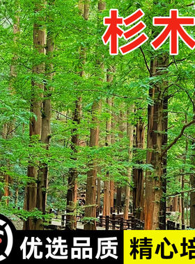 新采速生杉木种子 刺杉种子 沙树杉树水杉柳杉冷杉落羽杉油杉种子