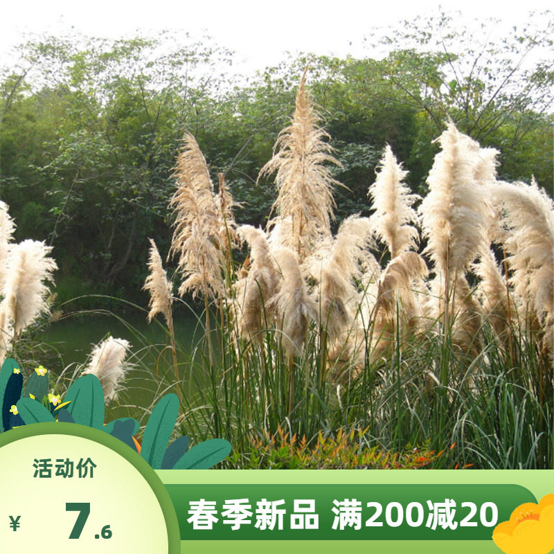 四季芦苇种子水生植物水草养虾鱼净化水质池塘水塘防泥土流失植物