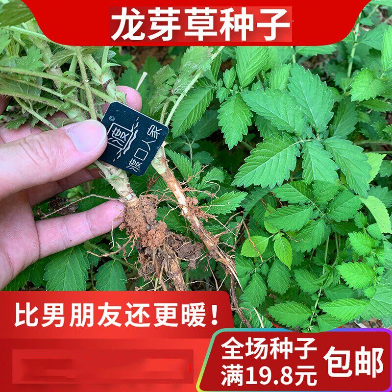 材仙鹤草种子草药肾草脱力草狼牙草多年生植物龙芽草种子图片