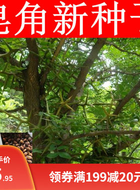 正宗小皂角籽巨刺皂角树种子 中皂角树种子大皂角种子 皂角米种子
