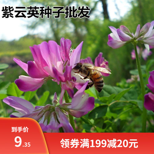 紫云英种子 红花草籽翘摇 绿肥牧草四季可播蜜蜂蜜源草籽花种子