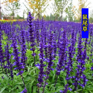 蓝色的花鼠尾草种子一串蓝紫花红花易活多年生宿根花卉景观庭院阳