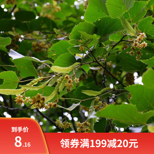 椴树种子康椴树紫椴种子千层皮火绳树青科榔国产大叶椴种子四季播
