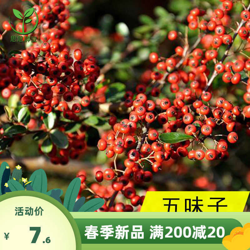 药材种子 五味子种子 玄及会及五梅子山花椒种子壮味五味籽种子