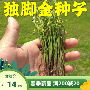 独脚金种子疳积野生草种籽独脚疳黄花草清米虫