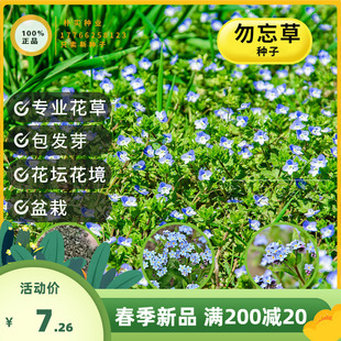 勿忘草种子情人草小巧秀丽花籽风流草蓝布裙求偶草盆栽倒提壶种子
