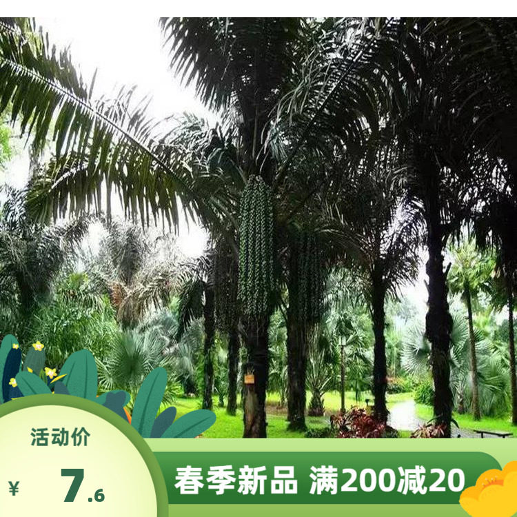 大王棕种子 林木种籽 大王椰子棕榈树四季多年生景观绿化工程观叶