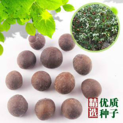 林木种子茶树种子白茶籽 铁观音茶树种子龙井茶树种子绿化苗木种