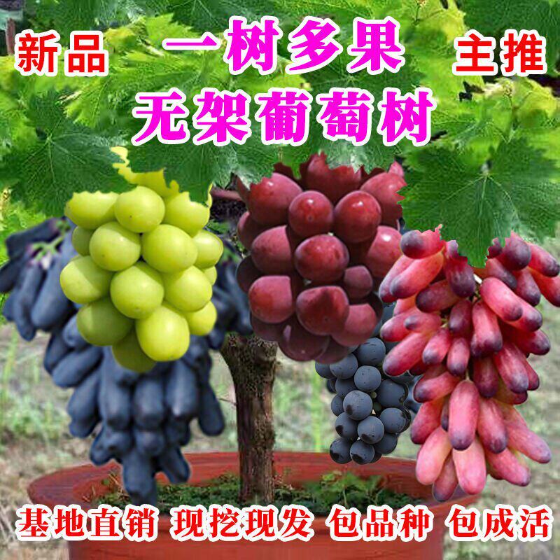 葡萄苗蓝宝石南方光方种植阳北玫瑰品种峰萄树苗巨葡葡萄树苖果树