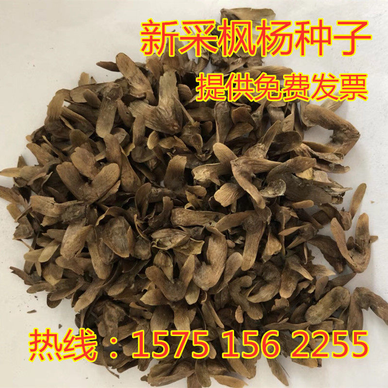 枫杨种子新采枫杨树苗种子水麻柳种子燕子树蜈蚣柳树林木种子包邮