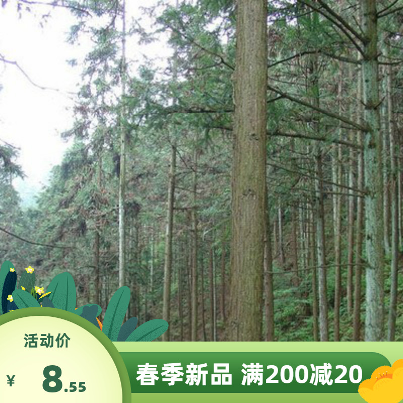 杉木种子 刺杉红心杉 速生云南杉木苗杉树林木种籽杉木籽四季可播