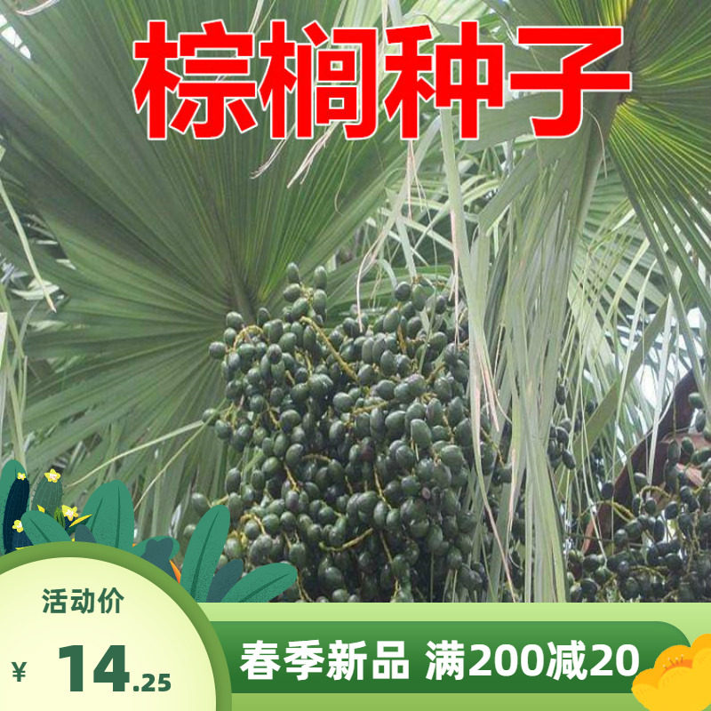 老人葵种子 加州蒲葵种子 丝葵种子 华盛顿棕榈树棕榈种子散尾葵