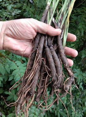贵州草药农产品仙茅参种子中药材独脚仙矛地棕苗独茅根先矛仙毛籽