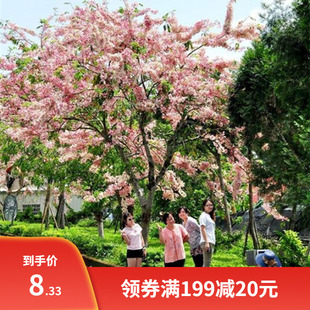 粉花山扁豆种子 红花腊肠树 黄花花旗木树种子 泰国樱花树种子