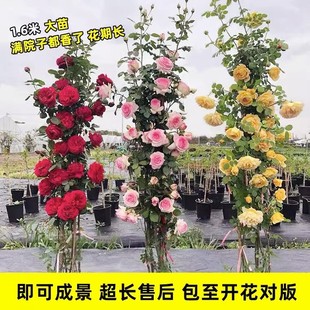 开花卉盆栽玫瑰 1米6大苗 蔷薇花苗藤本月季 特大花爬藤植物四季