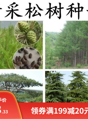 黄山松白皮松松树种子种子