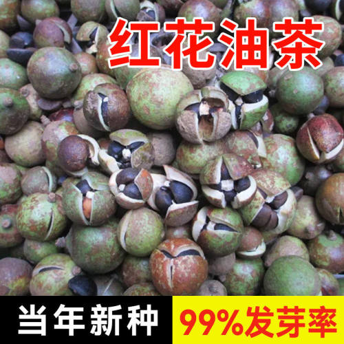 新采 茶花种子 油茶种子 茶子树 茶油树红花油茶白花茶耐冬大果籽