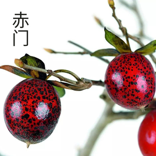 金弹子树种子花生形血红果型金弹子种籽老鸦柿籽乌柿种子稀有品种