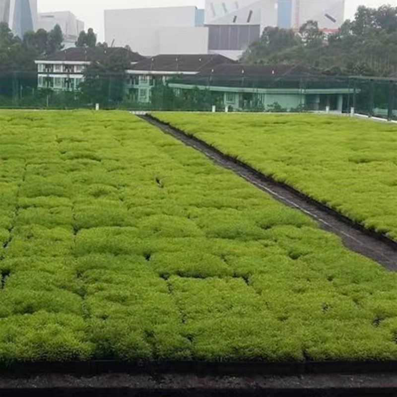 屋顶绿化的施工艺术：打造城市绿肺的新篇章