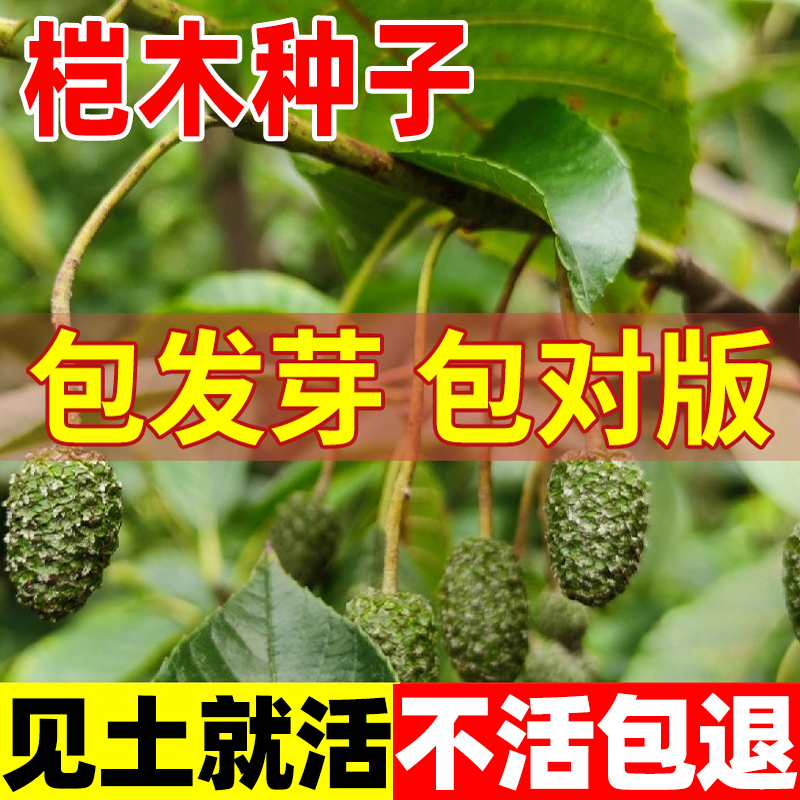 桤木种子林四季正宗水冬