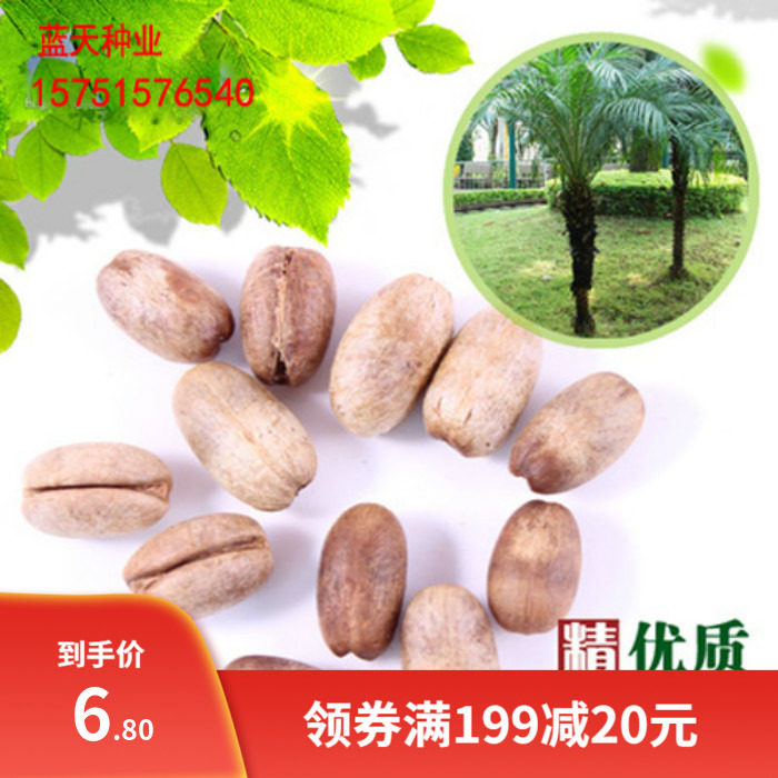 加拿利海枣种子 中东海枣种子 银海枣种子当年新采海枣种子多年生