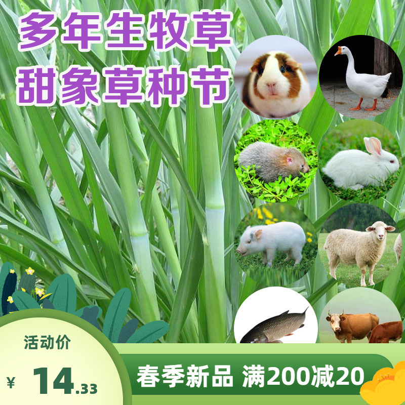 甜象草3号种节无毛皇竹草种节巨菌草种节多年生牧草种籽喂牛羊猪