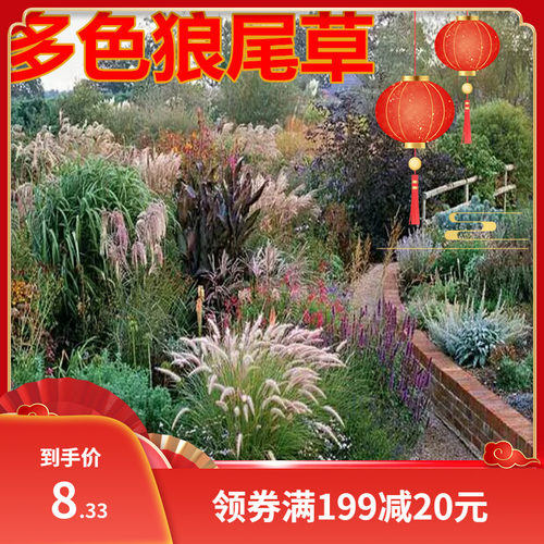 狗尾巴草种子 猫尾草种子 护坡观赏紫穗羽绒长毛兔尾狼尾草种子