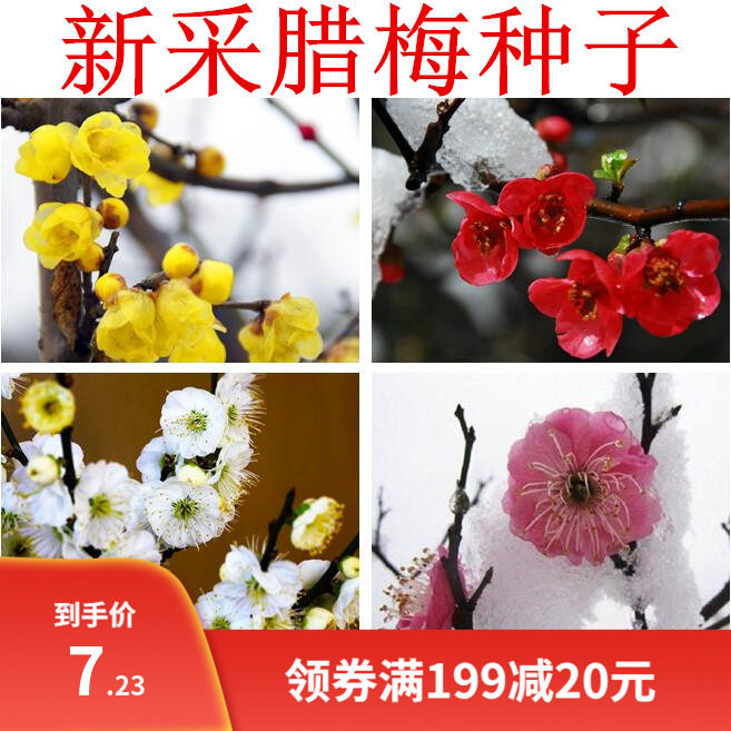 腊梅种子素黄心腊梅树种子狗牙梅榆叶梅珍珠梅乌梅树红梅花种子