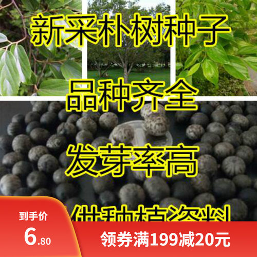 新采小叶朴树种子 大叶朴树 沙朴净种子 珊瑚朴 红皮朴树籽包邮
