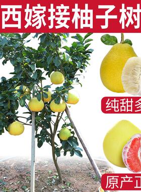 沙田柚子树苗当年结果桂柚树苗白心三红纯甜嫁接蜜柚子苗庭院盆栽