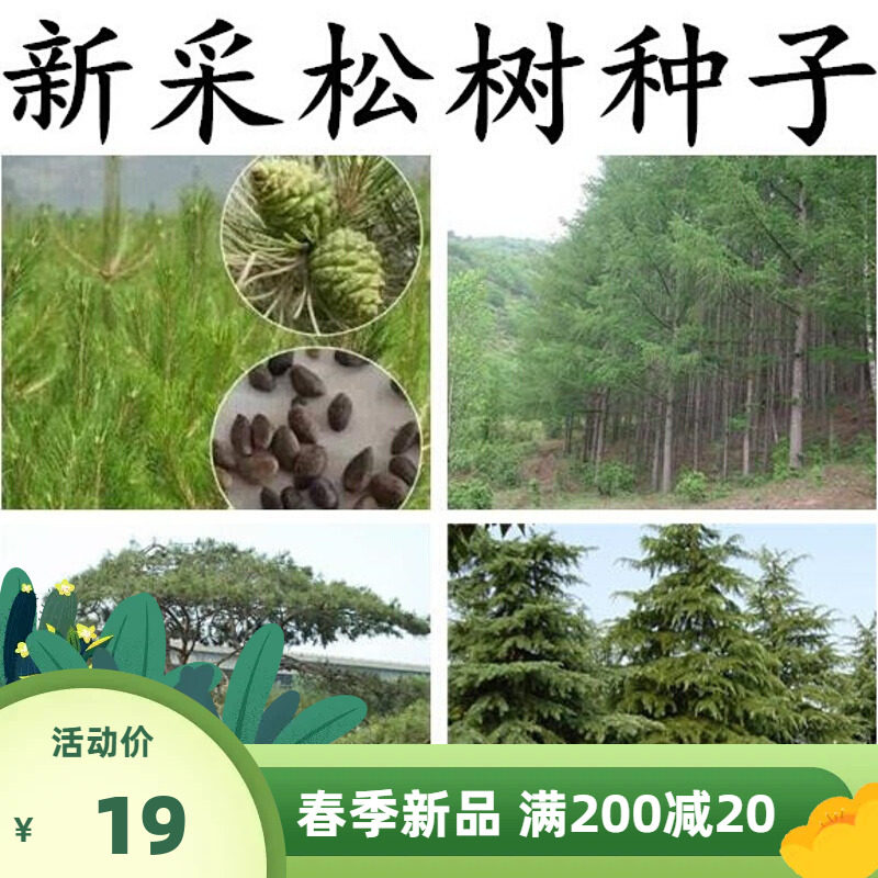 松树种子油松马尾松黑松雪松金钱松湿地松华山松白皮松五针松种子