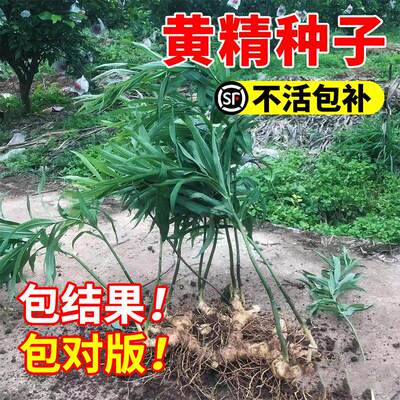 正宗药材黄精种子鸡头黄精多花老虎姜鸡爪参爪子参黄鸡菜玉竹种子